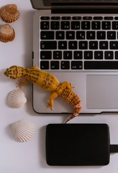 Yellow lizard sitting on a laptop